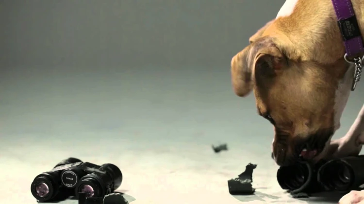 2b727af08f3330cb8497105a74455d49